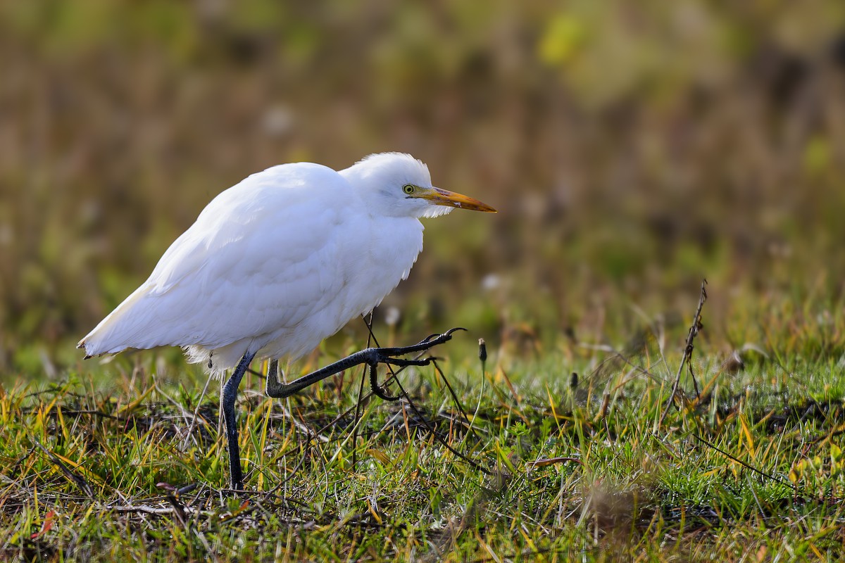 Чапля єгипетська західна - ML644598039