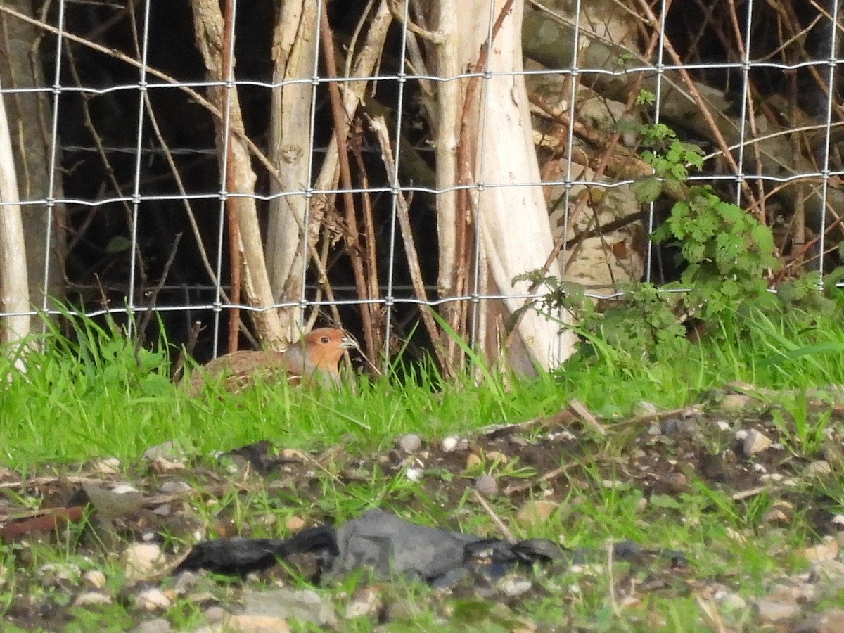 Gray Partridge - ML644598062