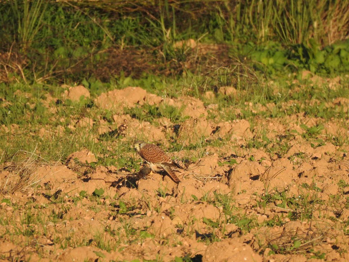 Turmfalke - ML644598079