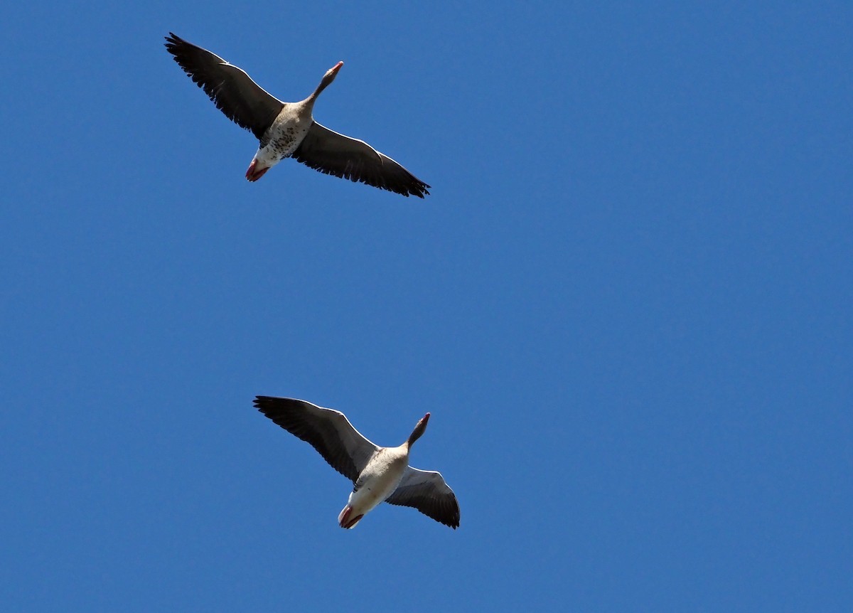 husa velká - ML644598080