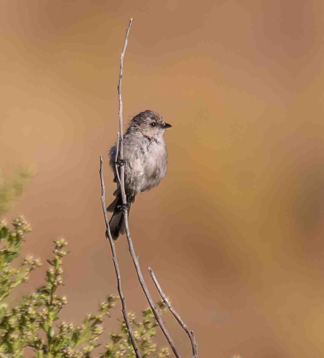 krattmeis - ML644598107