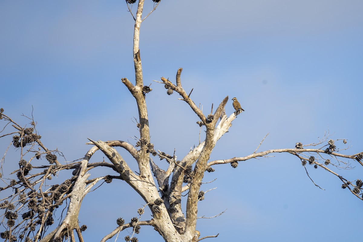 Lark Sparrow - ML644598115
