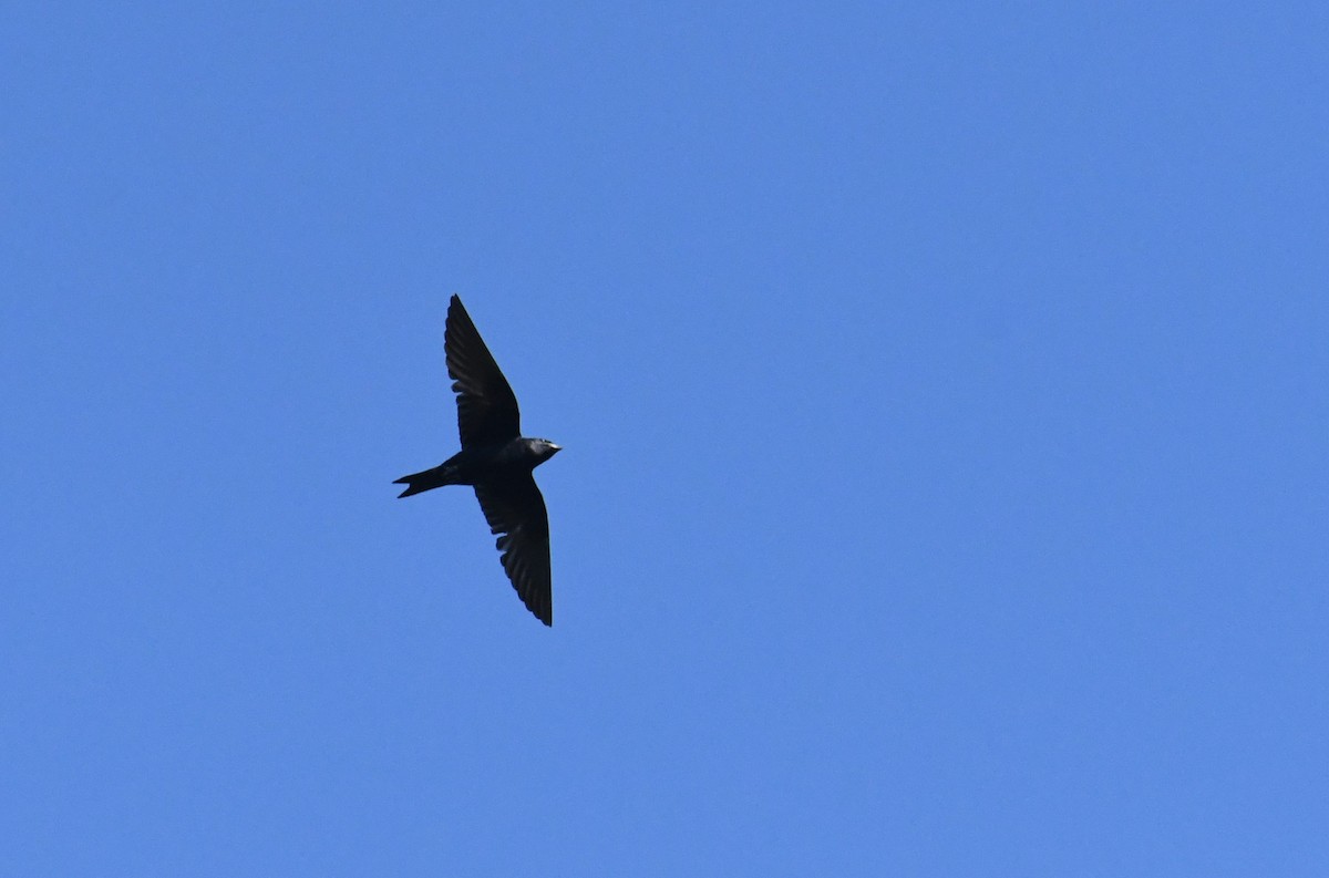Purple Martin - ML644598121