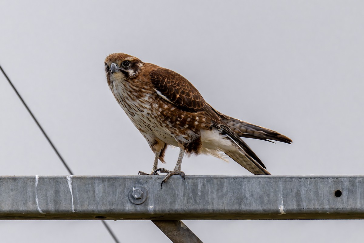 Brown Falcon - ML644598122