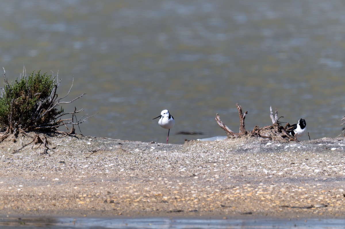 Ak Başlı Uzunbacak - ML644598147