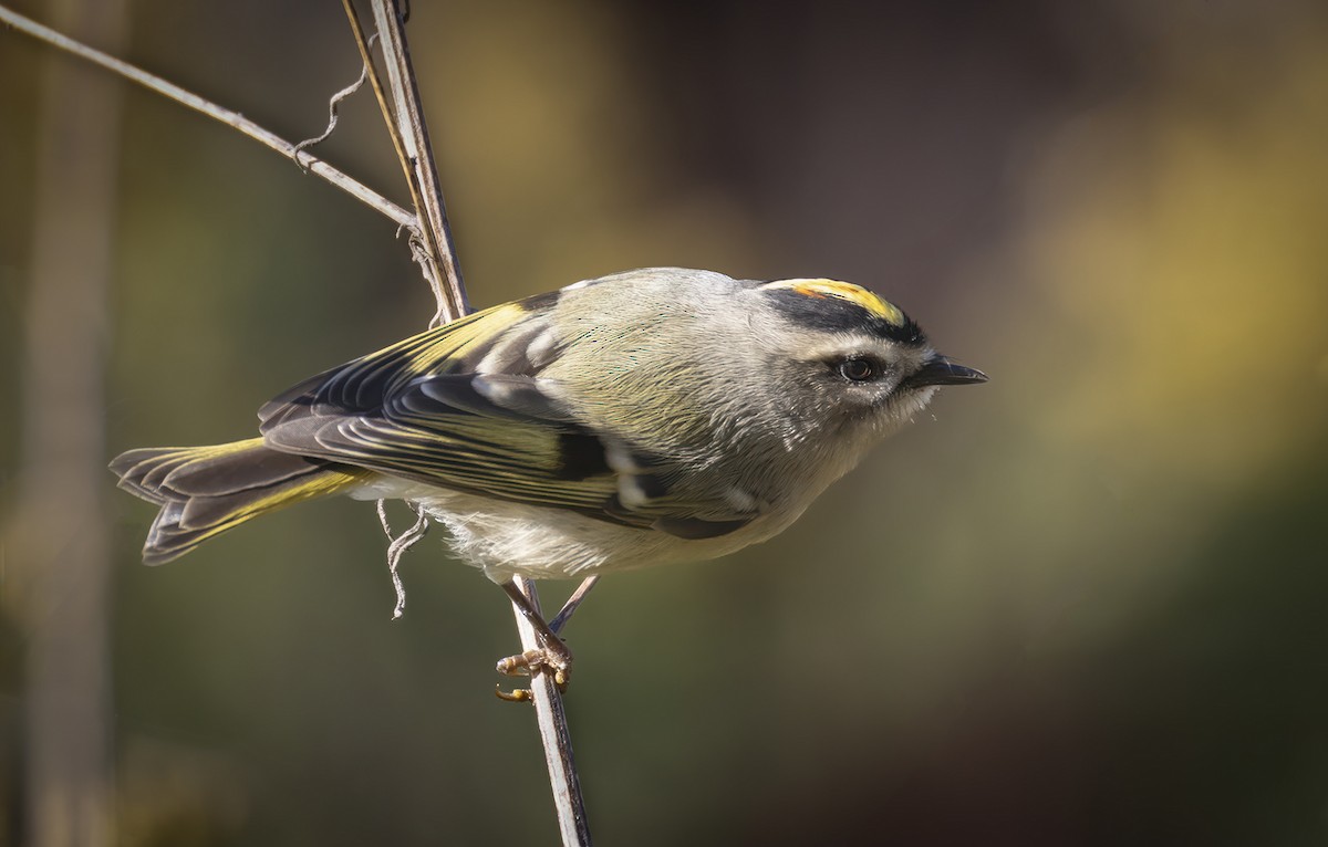 Islıkçı Cılıbıt - ML644598148