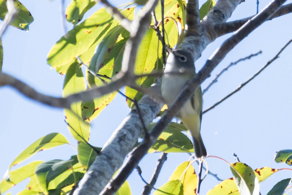 Blue-headed Vireo - ML644598153