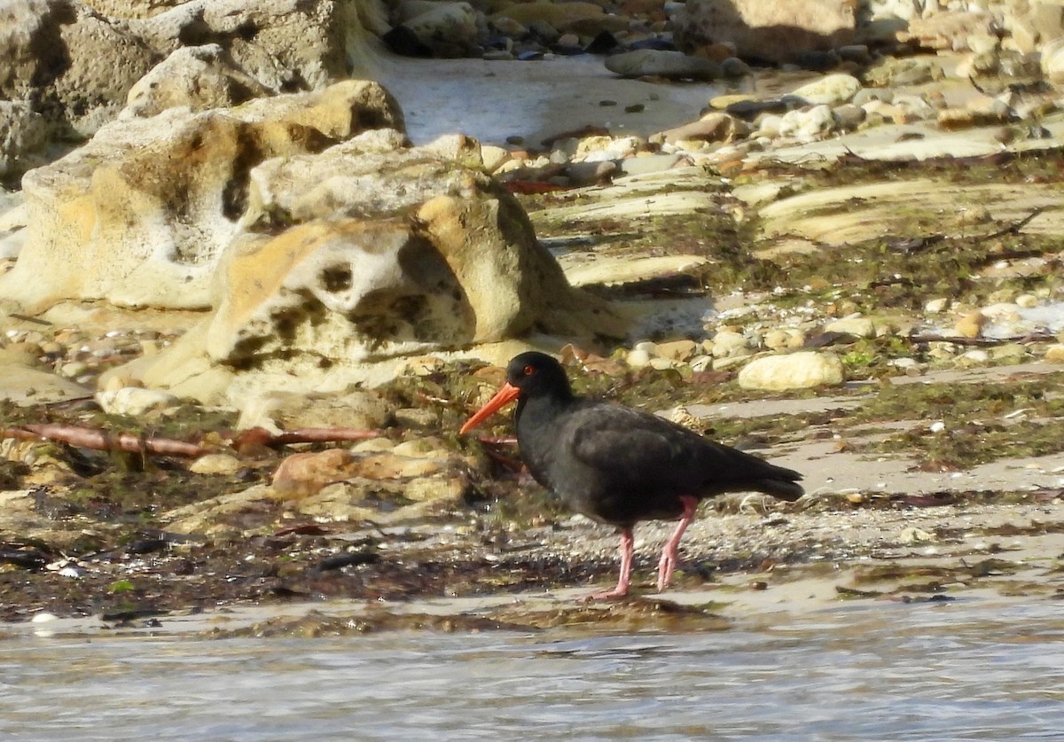 オーストラリアクロミヤコドリ - ML644598156