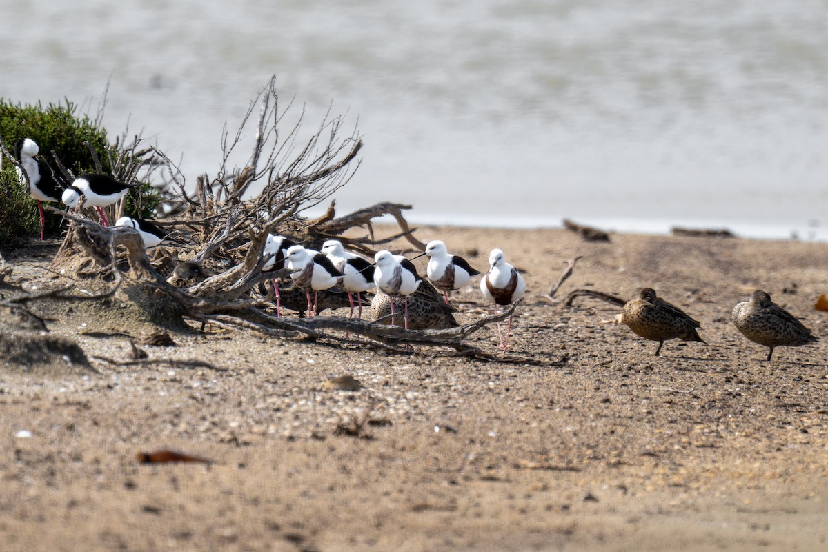 Banded Stilt - ML644598158