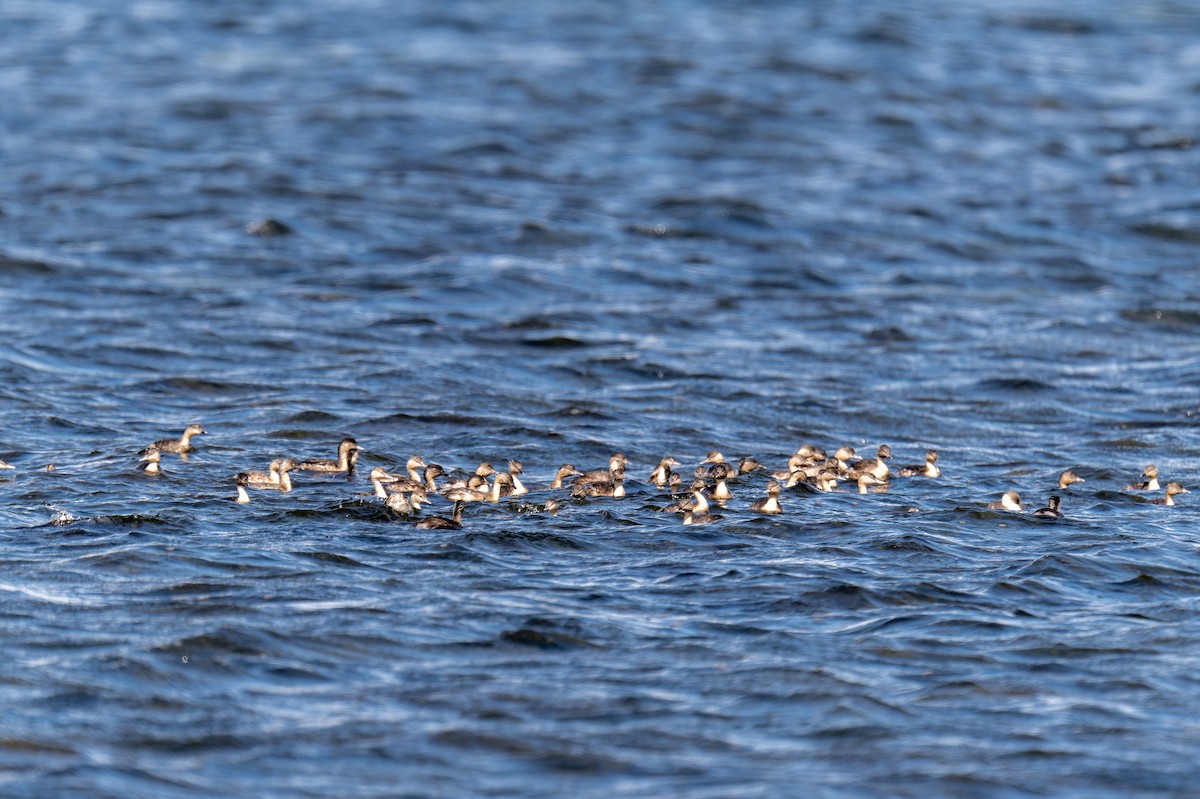 Hoary-headed Grebe - ML644598165