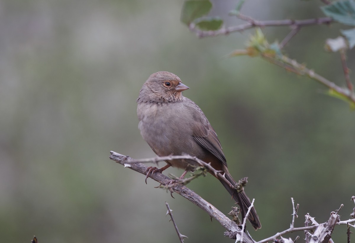 California Towhee - ML644598167