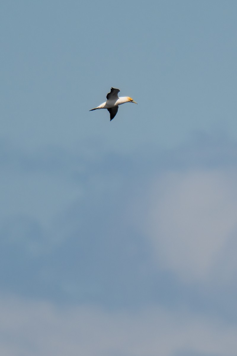 Australasian Gannet - ML644598170