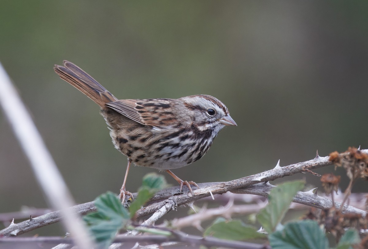 Song Sparrow - ML644598181