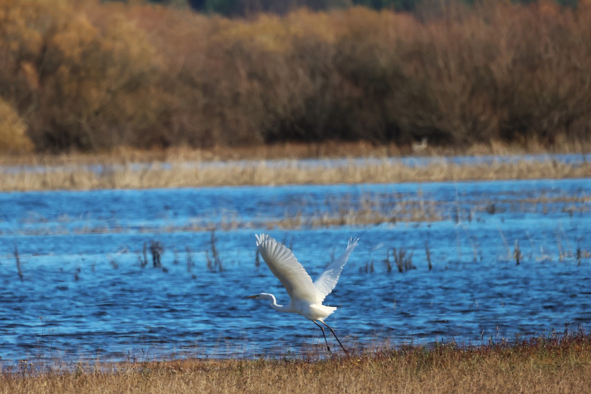 Great Egret - ML644598188