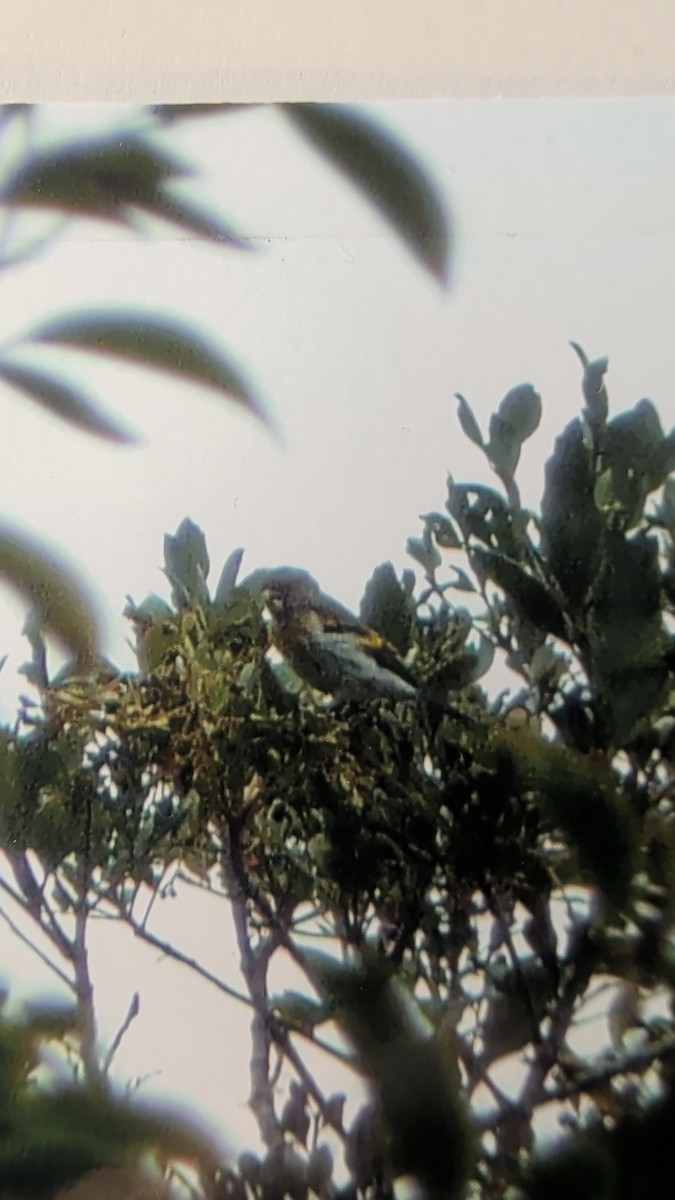 ミンダナオハグロヒワ - ML644598200