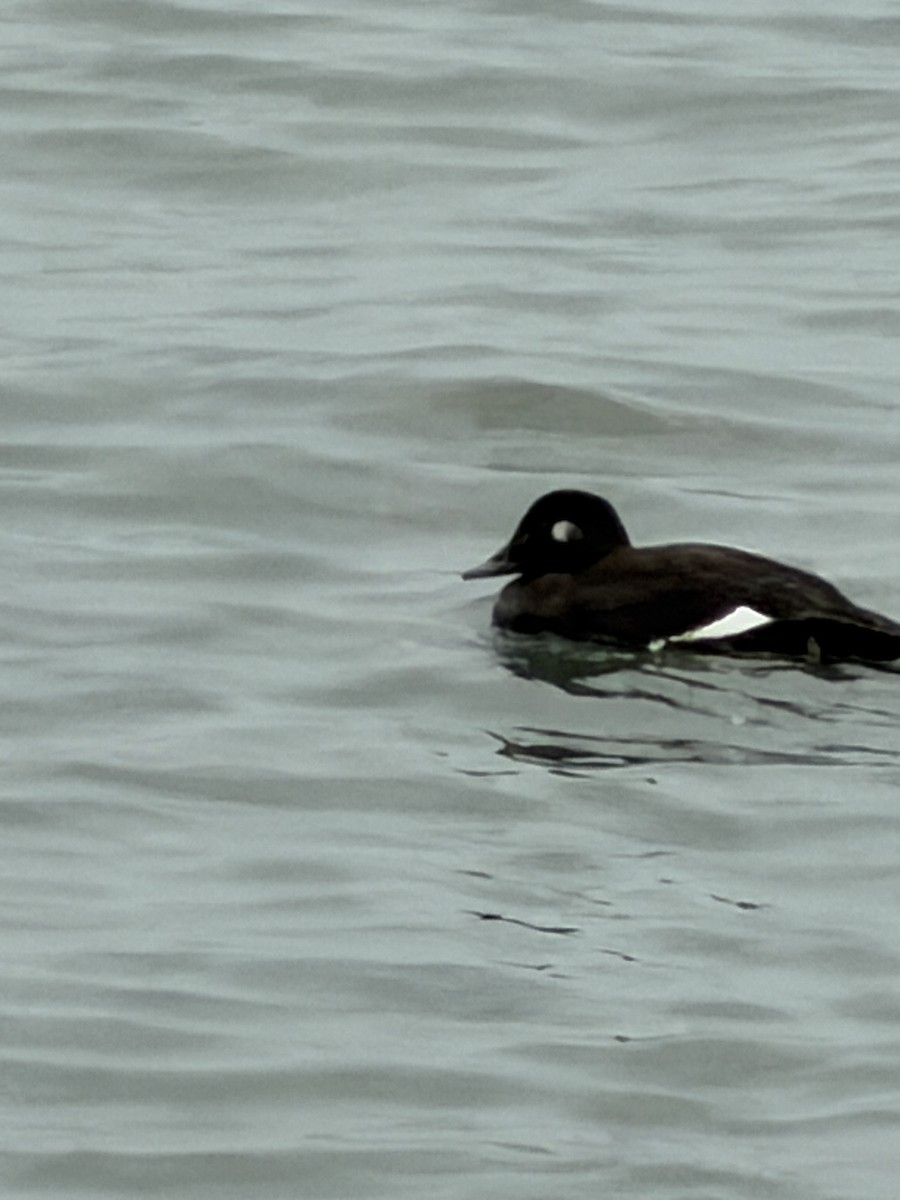White-winged Scoter - ML644598202