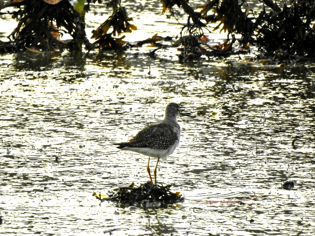 Lesser Yellowlegs - ML644598215