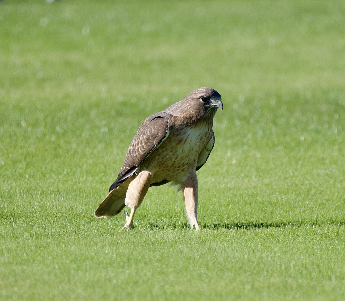 Busardo Colirrojo - ML644598218