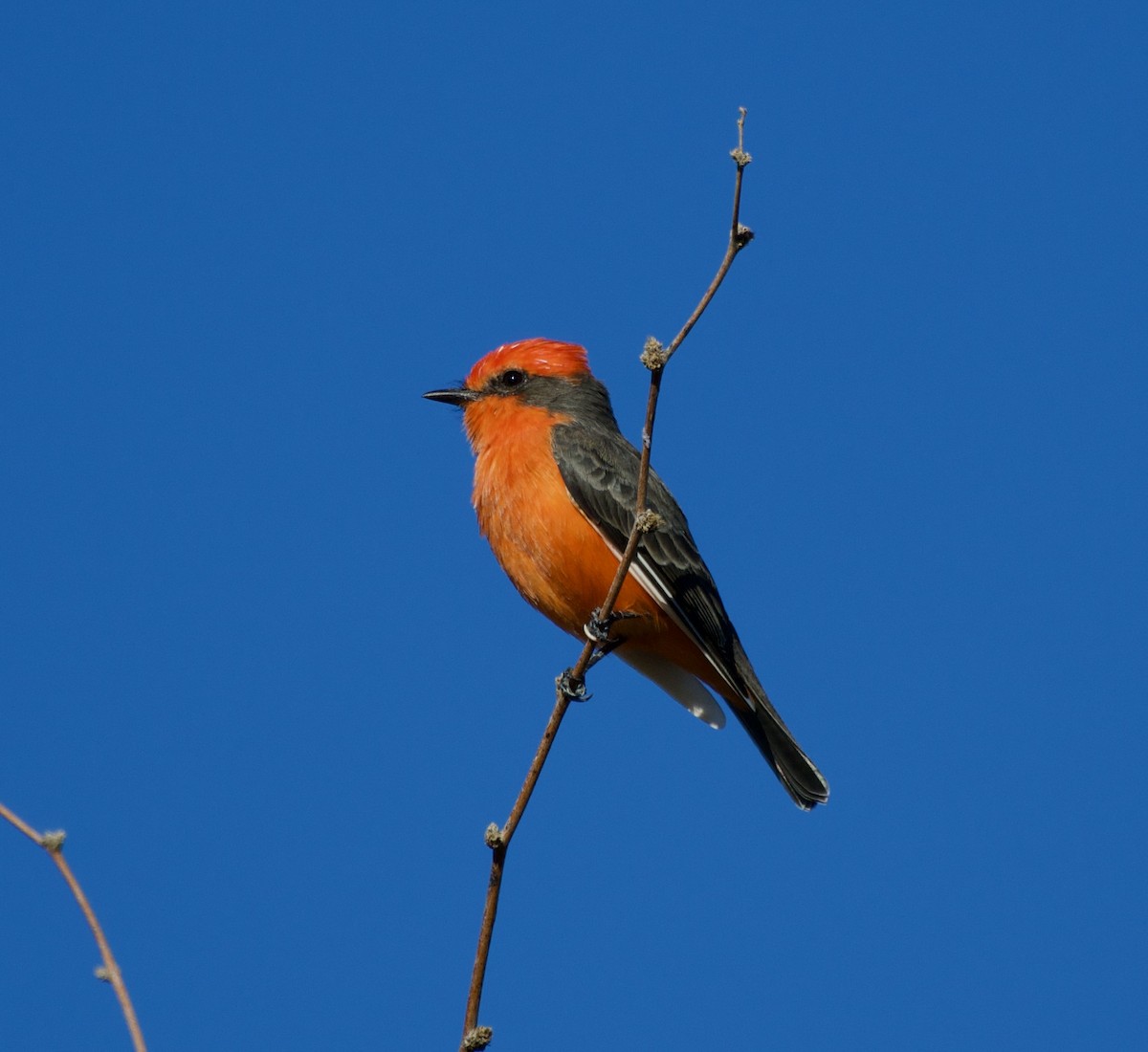Mosquero Cardenal - ML644598230