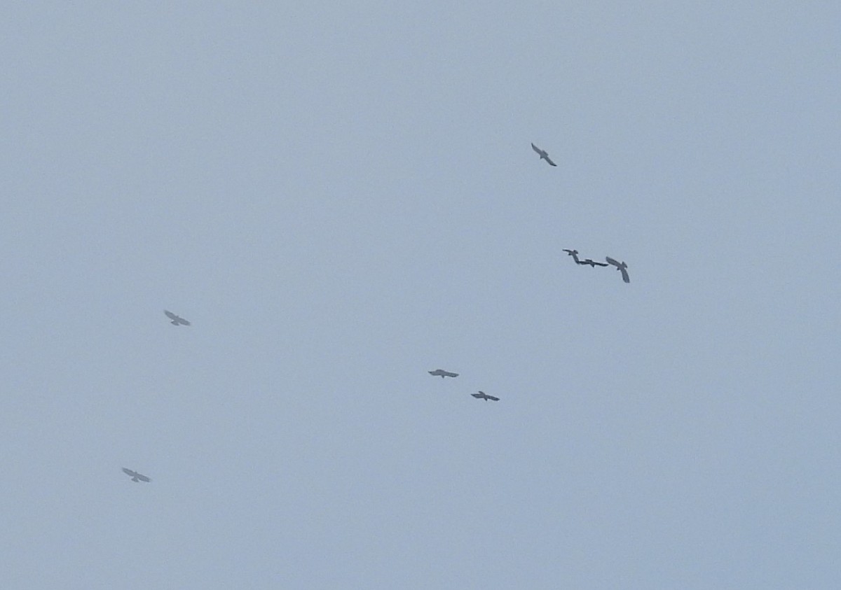 Клушица - ML644598231