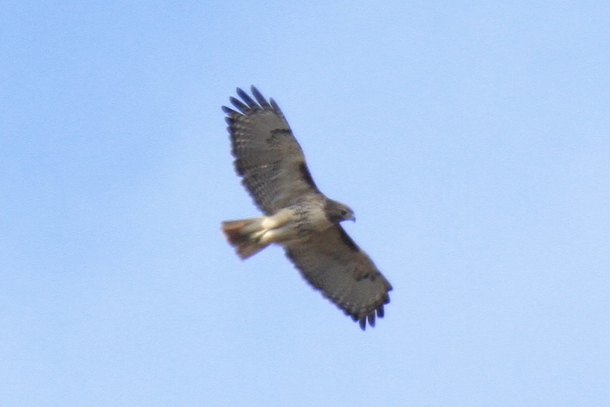 Red-tailed Hawk (abieticola) - ML644598240