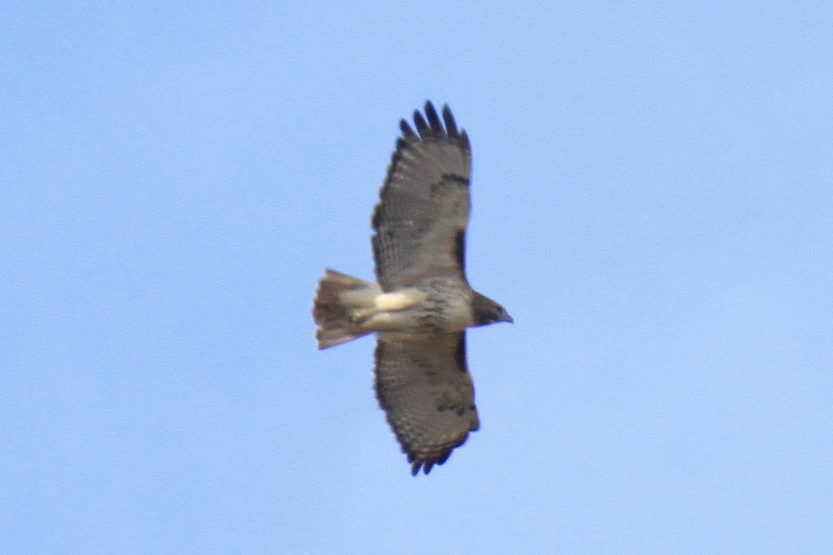 Red-tailed Hawk (abieticola) - ML644598241