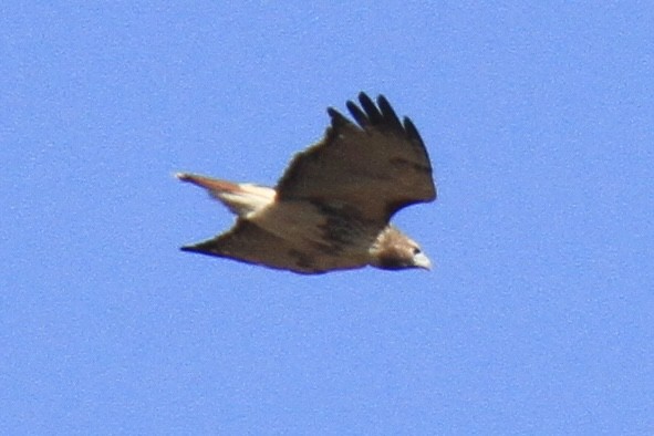 Red-tailed Hawk (abieticola) - ML644598243