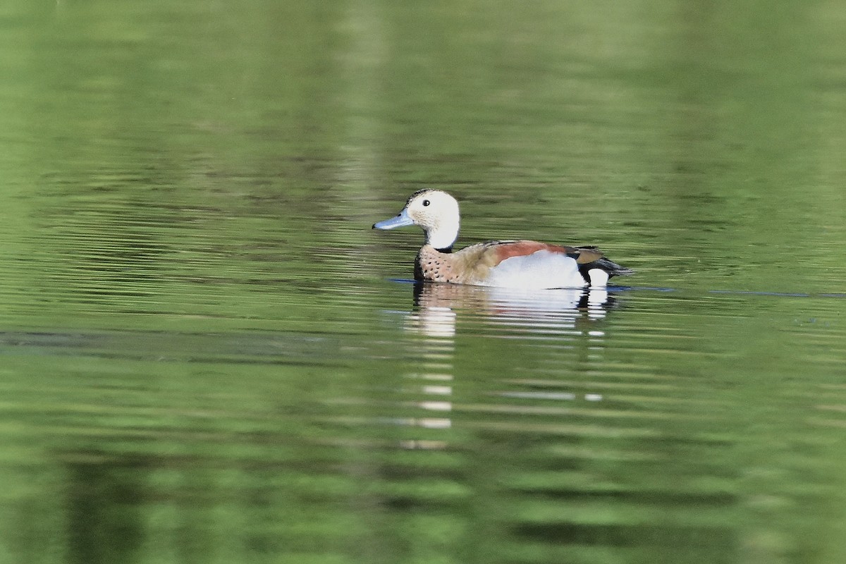 שרשיר צווארון - ML644598244
