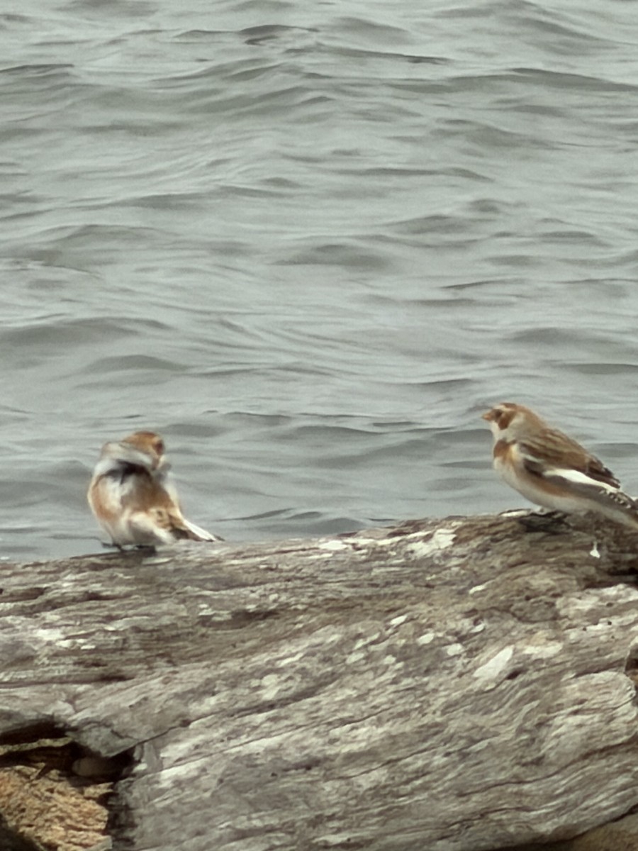 Snow Bunting - ML644598245