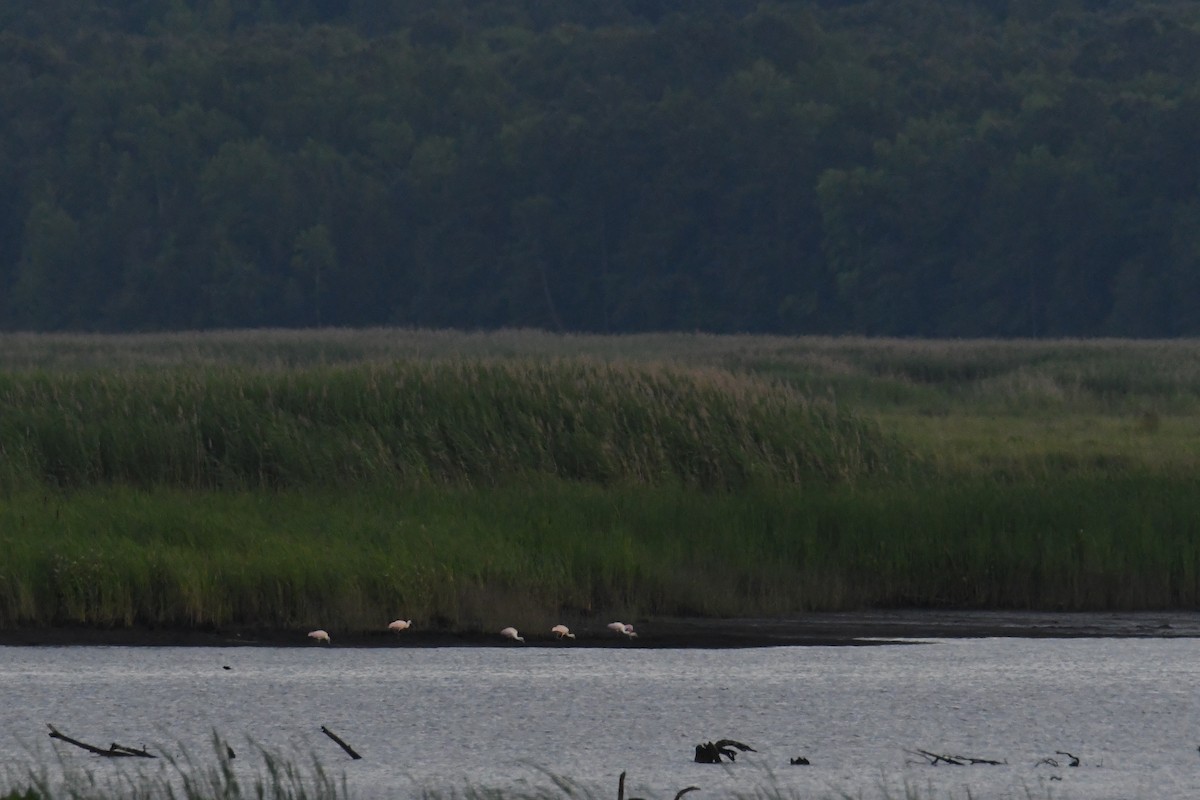 kolpík růžový - ML644598247