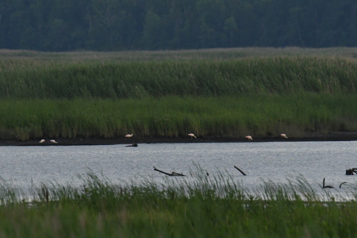 kolpík růžový - ML644598248