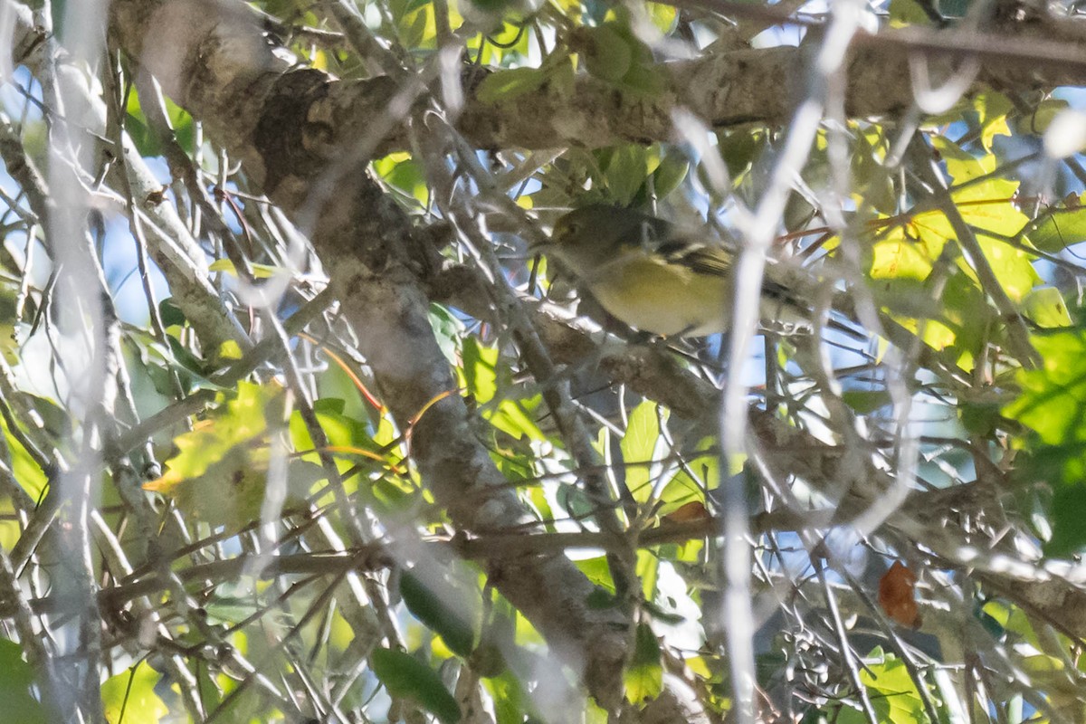White-eyed Vireo - ML644598250