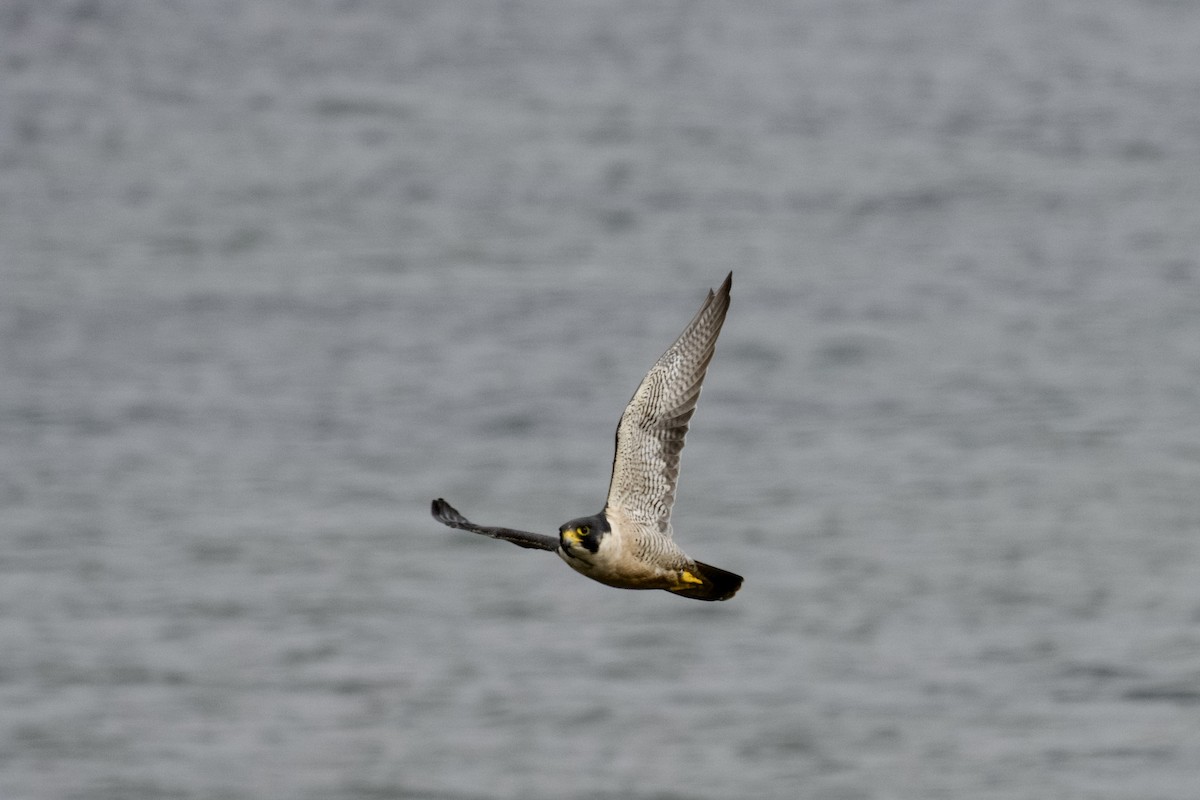 Faucon pèlerin - ML644598251