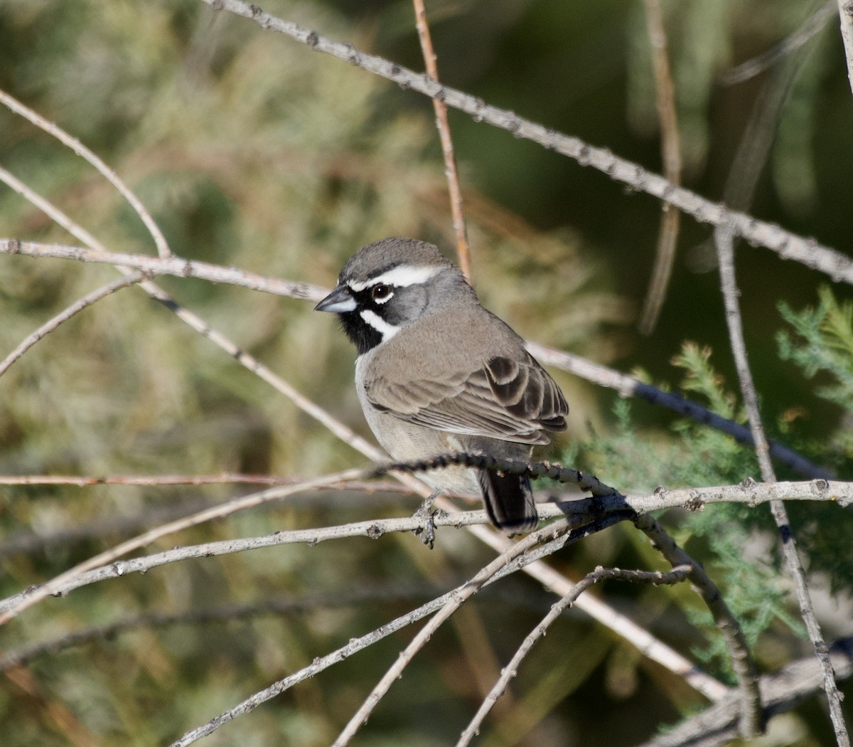 Chingolo Gorjinegro - ML644598252