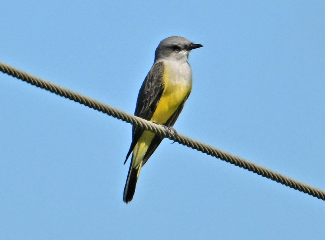 Western Kingbird - ML644598253