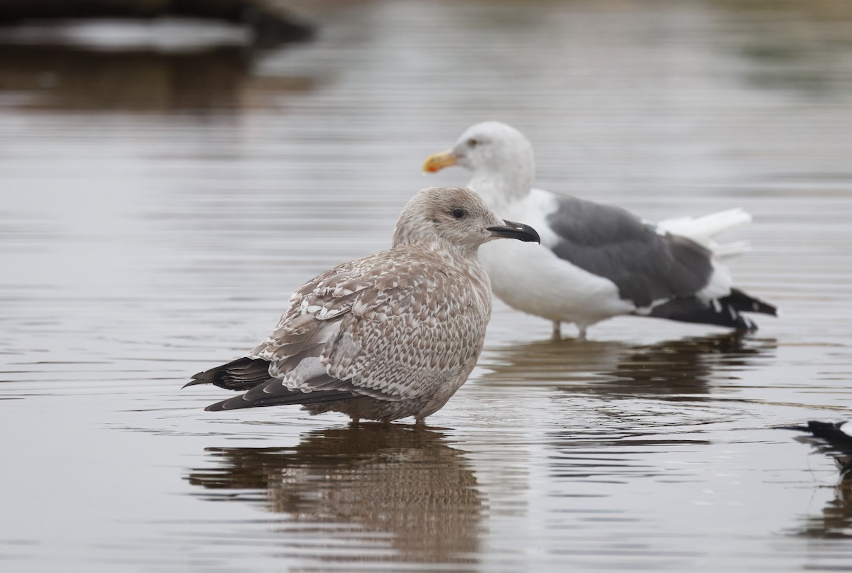 American Herring Gull - ML644598255