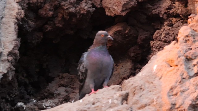 Rock Pigeon (Feral Pigeon) - ML644598257