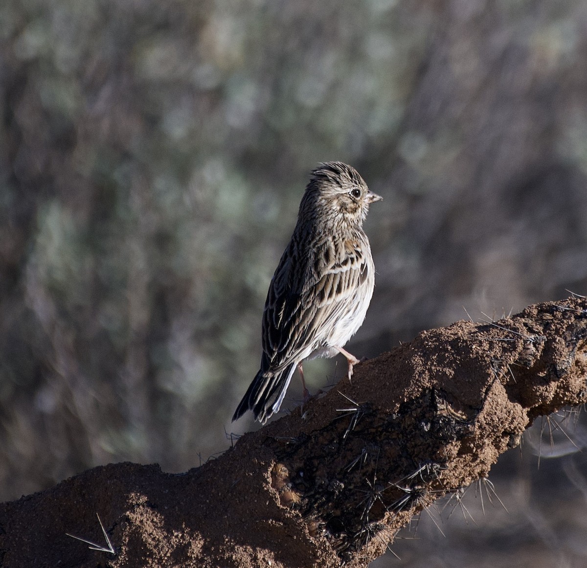 Chingolo Coliblanco - ML644598259