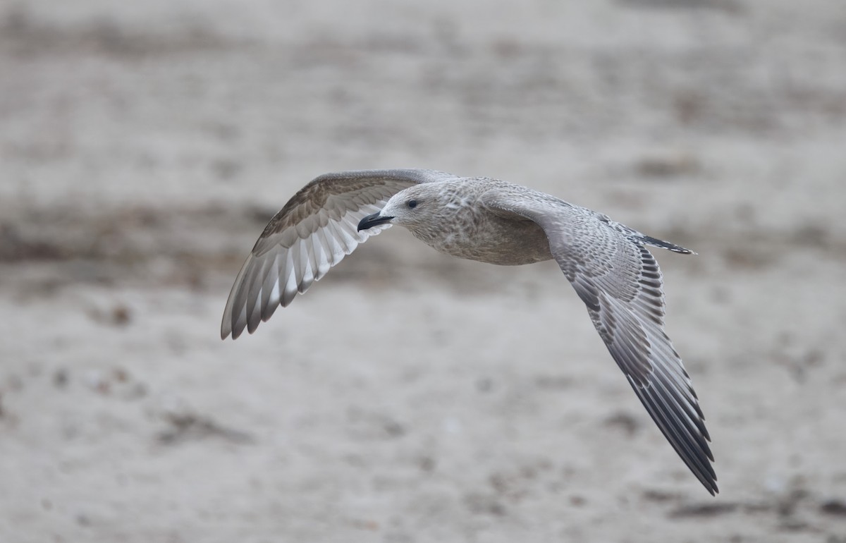 American Herring Gull - ML644598262