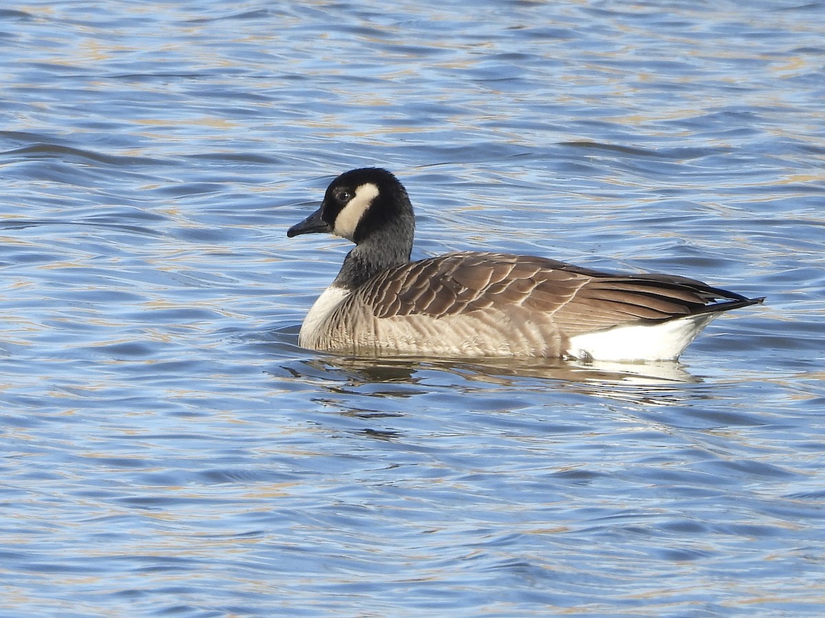 Cackling Goose - ML644598267
