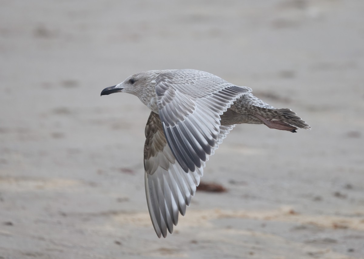 American Herring Gull - ML644598268