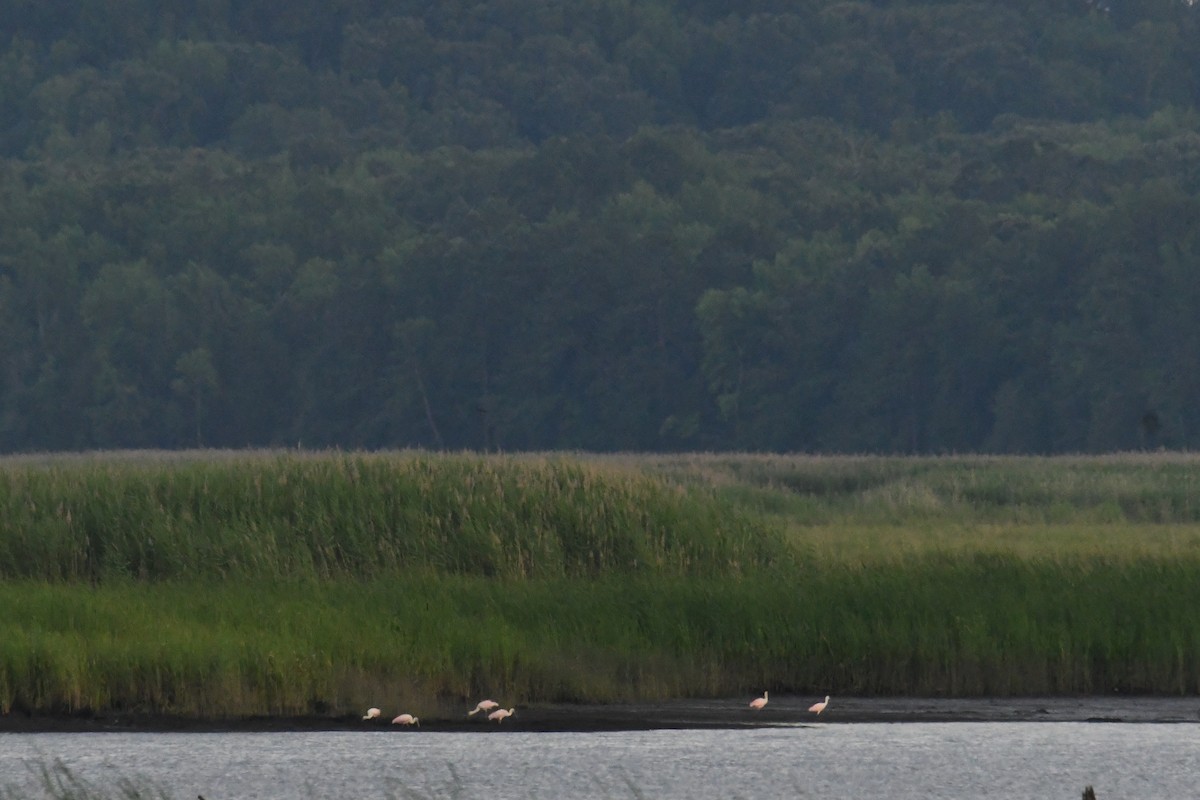 kolpík růžový - ML644598273