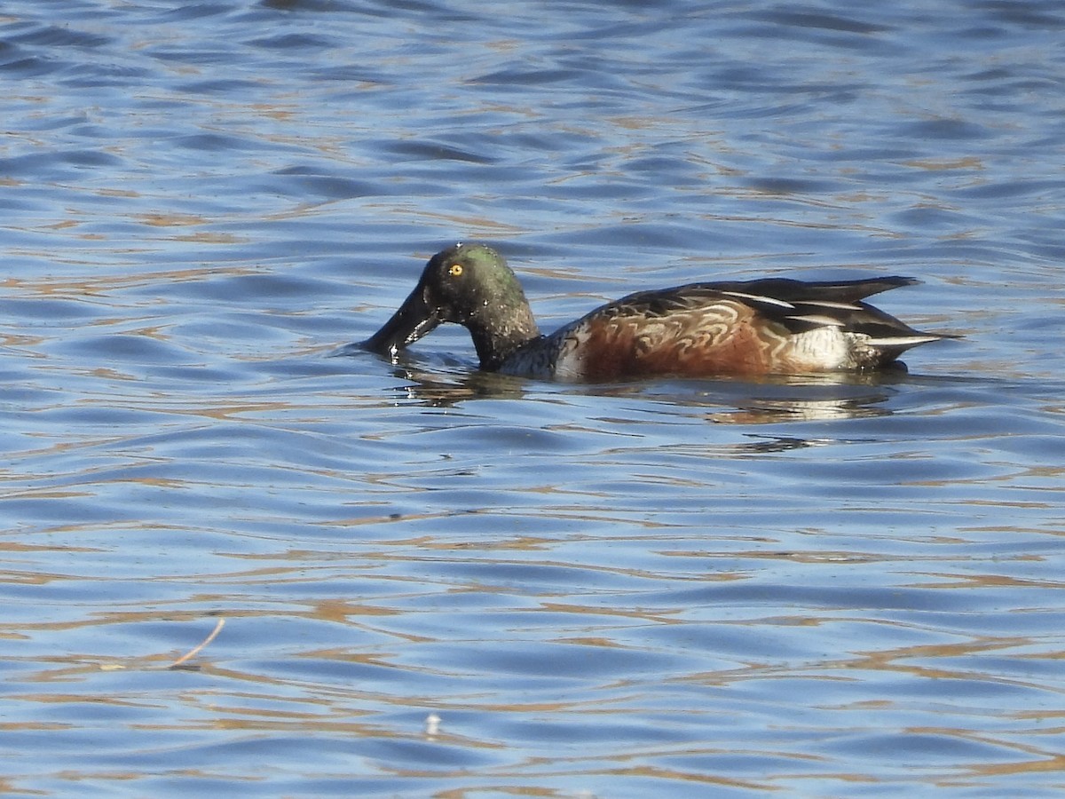 Northern Shoveler - ML644598275