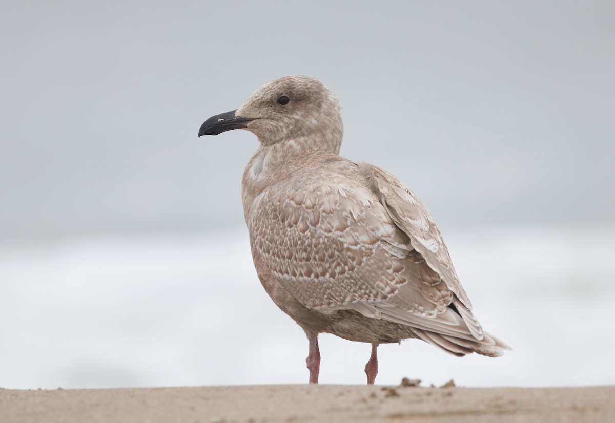 Glaucous-winged Gull - ML644598276