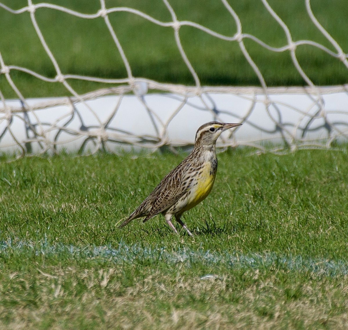 Pradero Occidental - ML644598278