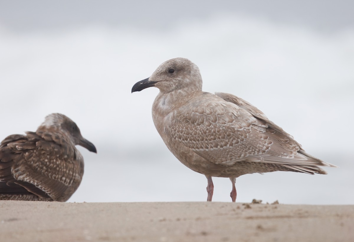 Glaucous-winged Gull - ML644598279