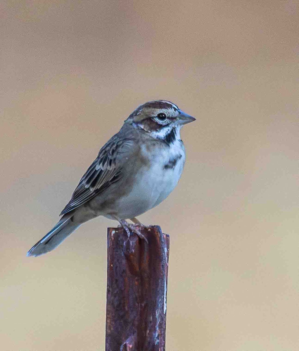 Lark Sparrow - ML644598284