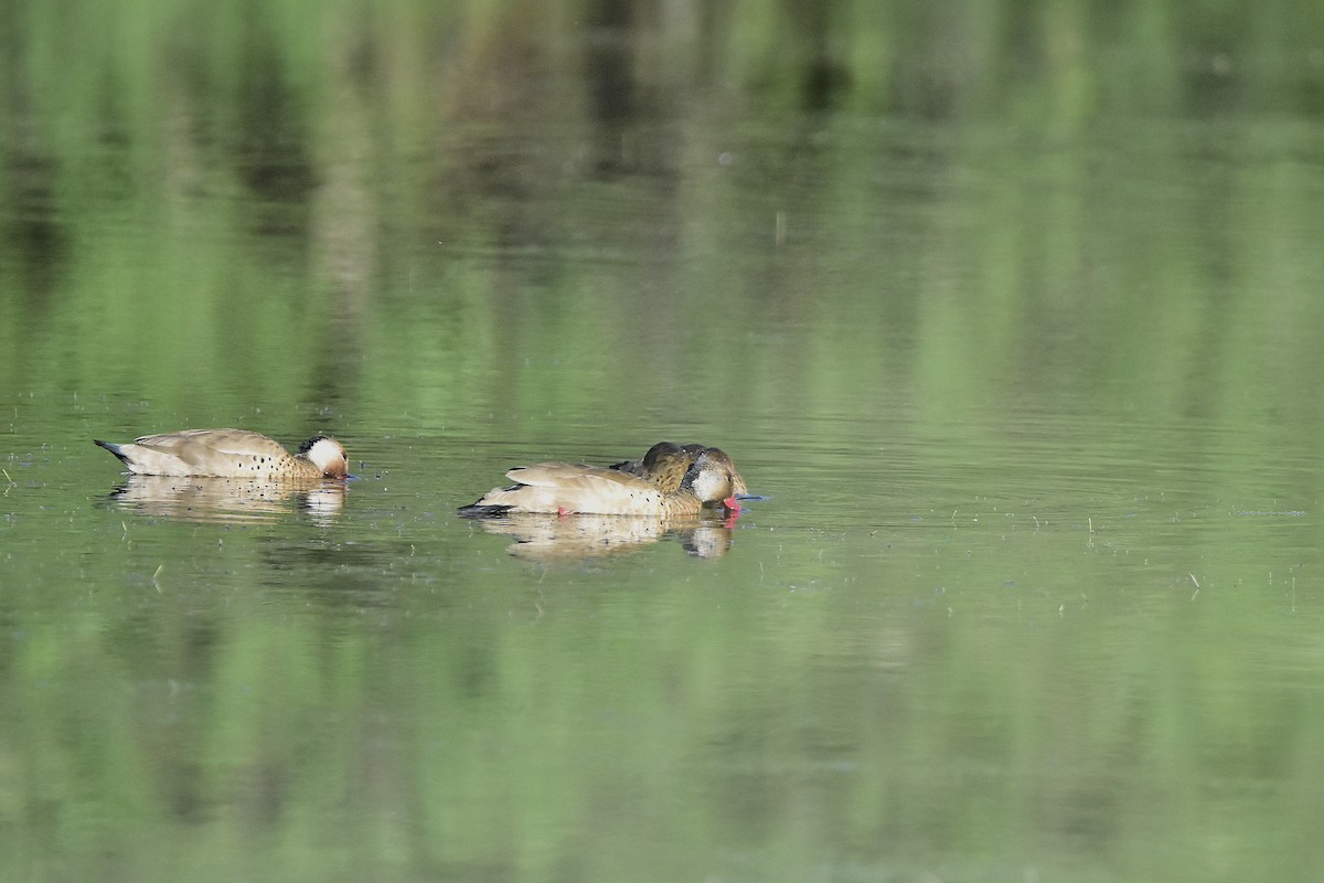 Brazilian Teal - ML644598291