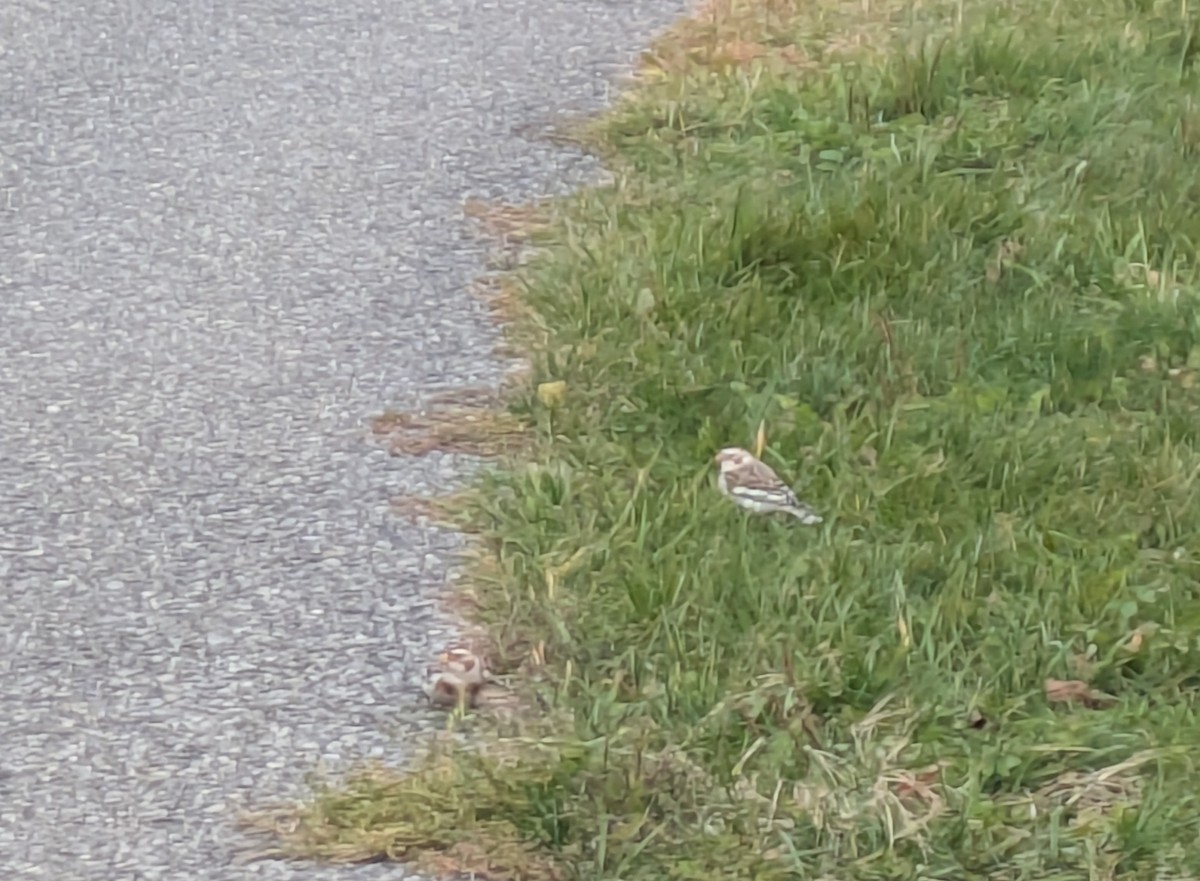Snow Bunting - ML644598308