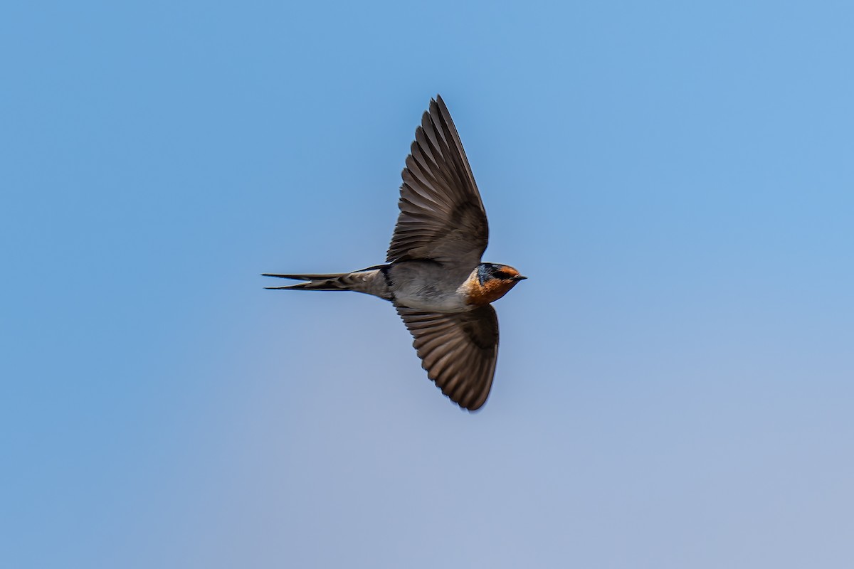 Welcome Swallow - ML644598309